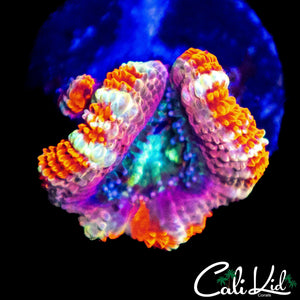 CANDY STRIPE ACAN W/ BABY