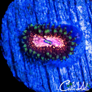 CK UNRELEASED ZOA