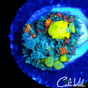 CK CIRCUS BOUNCE MUSHROOM