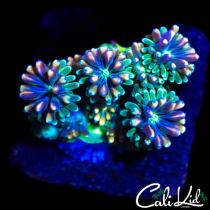 CK KALEIDOSCOPE GALAXIA