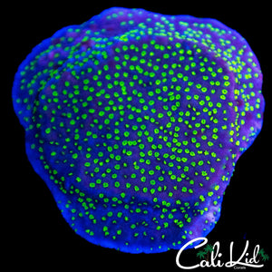 AQUACULTURED MYSTERY MONTI PANCAKE