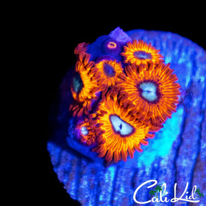 CHARMANDER ZOA MINI COLONY