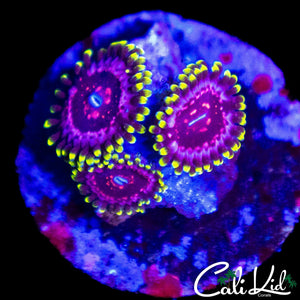 CK BLIMPIE ZOA TRIPLE