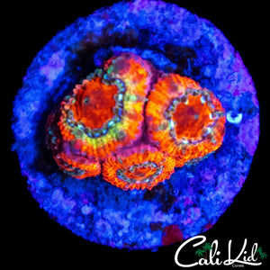 FRUIT STRIPE MICROMUSSA