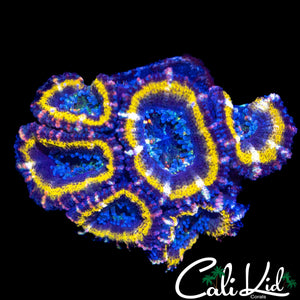GOLDEN RING ACAN MINI COLONY