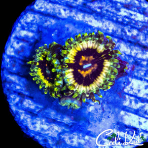 CK HELLRAZOR ZOA TRIPLE