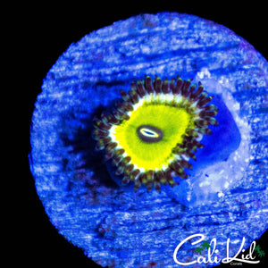 MYSTERY ZOA