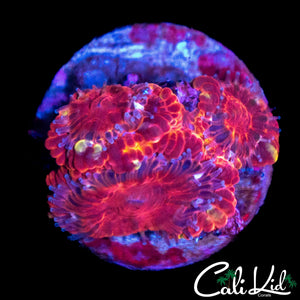 MYSTERY MORPH ACAN TRIPLE