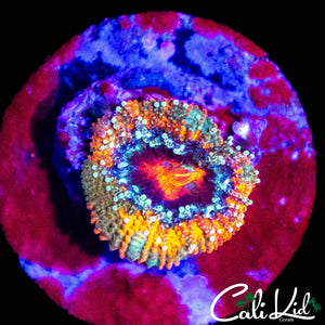 ULTRA RAINBOW MICROMUSSA