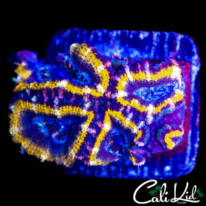 PINK STRIPE ACAN QUAD