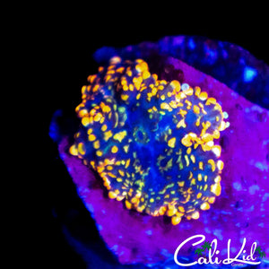 RAINBOW RHODACTIS