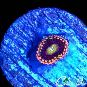CK ANTIMATTER ZOA