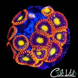 ASSORTED ZOA MINI COLONY