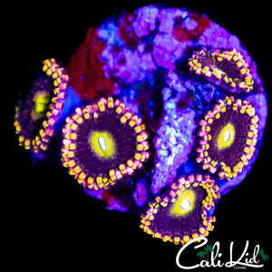 CK ANTIMATTER ZOA MINI COLONY