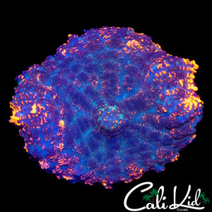 RAINBOW RIM RHODACTIS