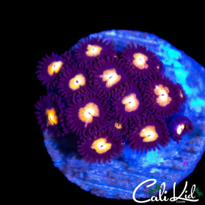 ULTRA ZOA MINI COLONY