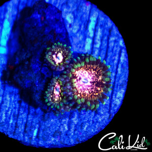 CK UNRELEASED ZOA TRIPLE