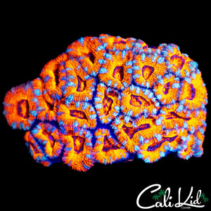 ULTRA RAINBOW ACAN COLONY