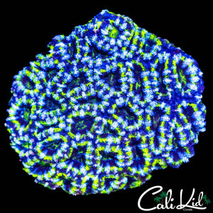 LARGE MAZE ACAN COLONY
