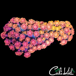 RASPEBERRY BERET GONI COLONY