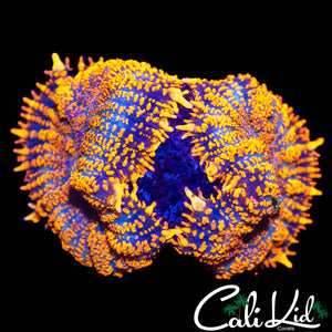 FLAMETHROWER RHODACTIS DOUBLE
