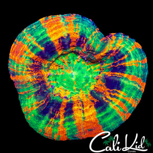 BEAUTIFUL PATTERN MASTER SCOLY