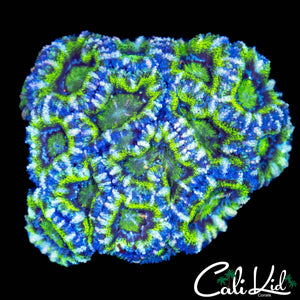 INCREDIBLE HULK ACAN COLONY