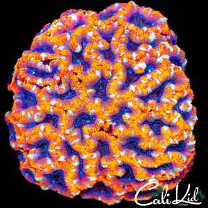 WHITE STRIPE MAZE ACAN COLONY