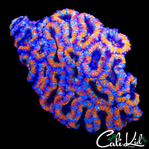 BLUE CLUES ACAN COLONY