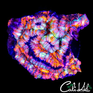 ULTRA RAINBOW WILSONI