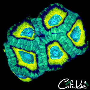 RARE ASIAN ACAN COLONY