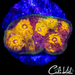 RARE PATTERN CHALICE FRAG
