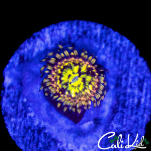 CK PINEAPPLE EXPRESS ZOA (NEW RELEASE)