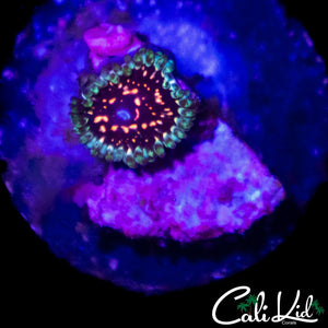 CK ULTIMATE PINK SPACE MONSTER ZOA