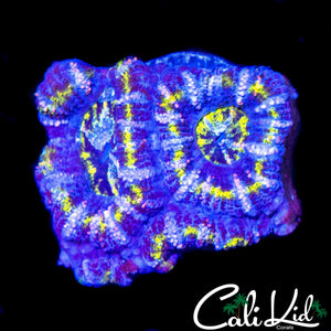ULTRA STRIPE ACAN QUAD