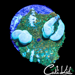 CK WHITE GHOST BOUNCE MUSHROOM