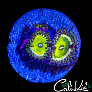 MYSTERY ZOA TRIPLE