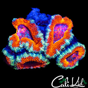 UTLRA ACAN QUAD