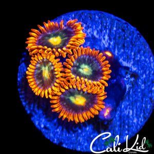 ULTRA ZOA MINI COLONY