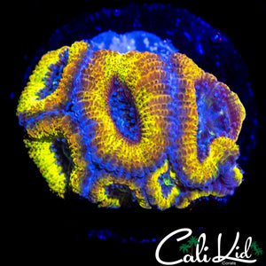 CK ZION ACAN MINI COLONY