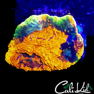 MASTER ECHINATA FRAG