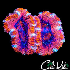 WHITE STRIPE ACAN DOUBLE