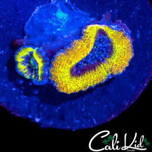 CK ZION ACAN DOUBLE