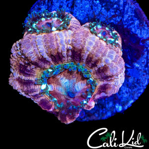 RARE ASIAN ACAN TRIPLE