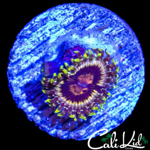 CK HELLRAZOR ZOA