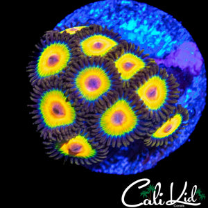 RASTA ZOA MINI COLONY
