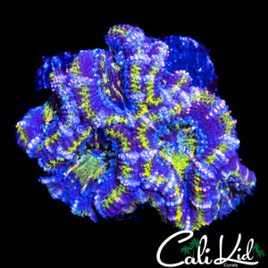 UTLRA STRIPE ACAN MINI COLONY