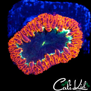 TRI COLOR BLASTO