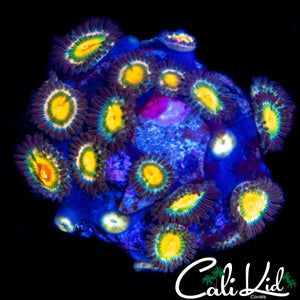 ASSORTED ZOA COLONY