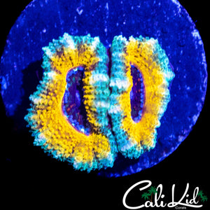 CK ABYSS ACAN DOUBLE